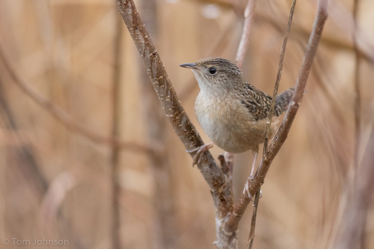 Sedge Wren - ML193579131