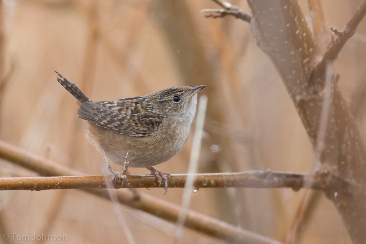 Sedge Wren - ML193579161