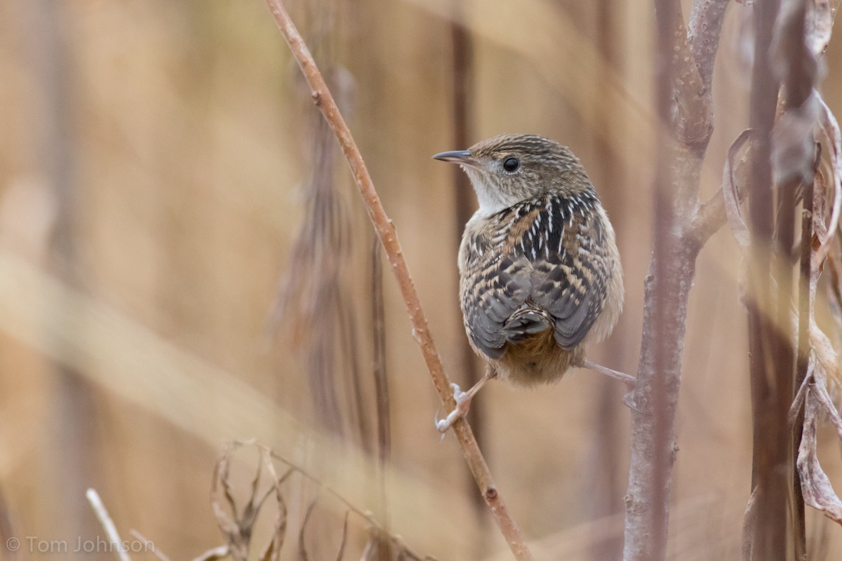 Sedge Wren - ML193579261