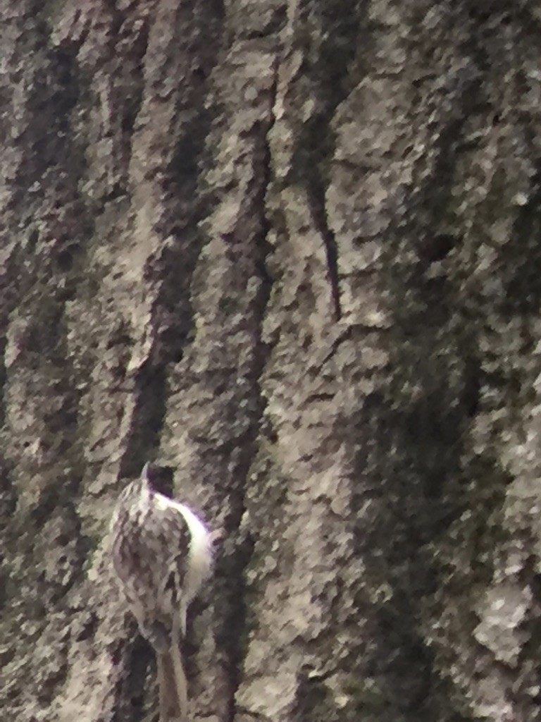 Brown Creeper - ML193579611