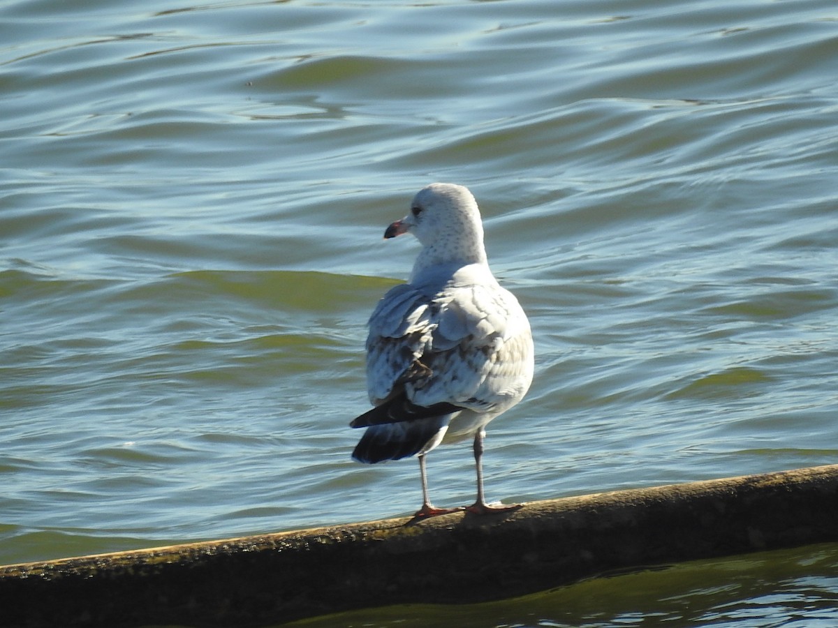Ring-billed Gull - ML193580221