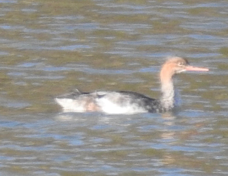 Red-breasted Merganser - ML193580271