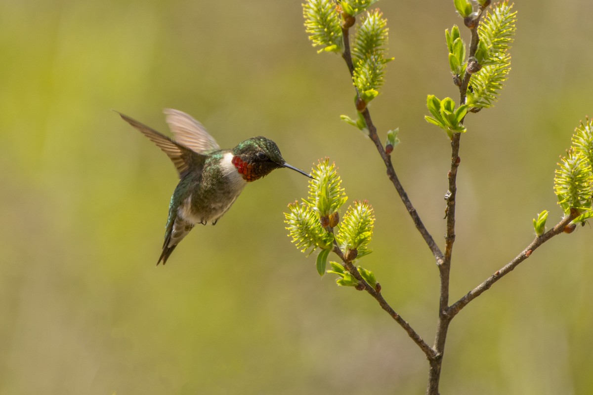 Ruby-throated Hummingbird - Joe Kwasniewski