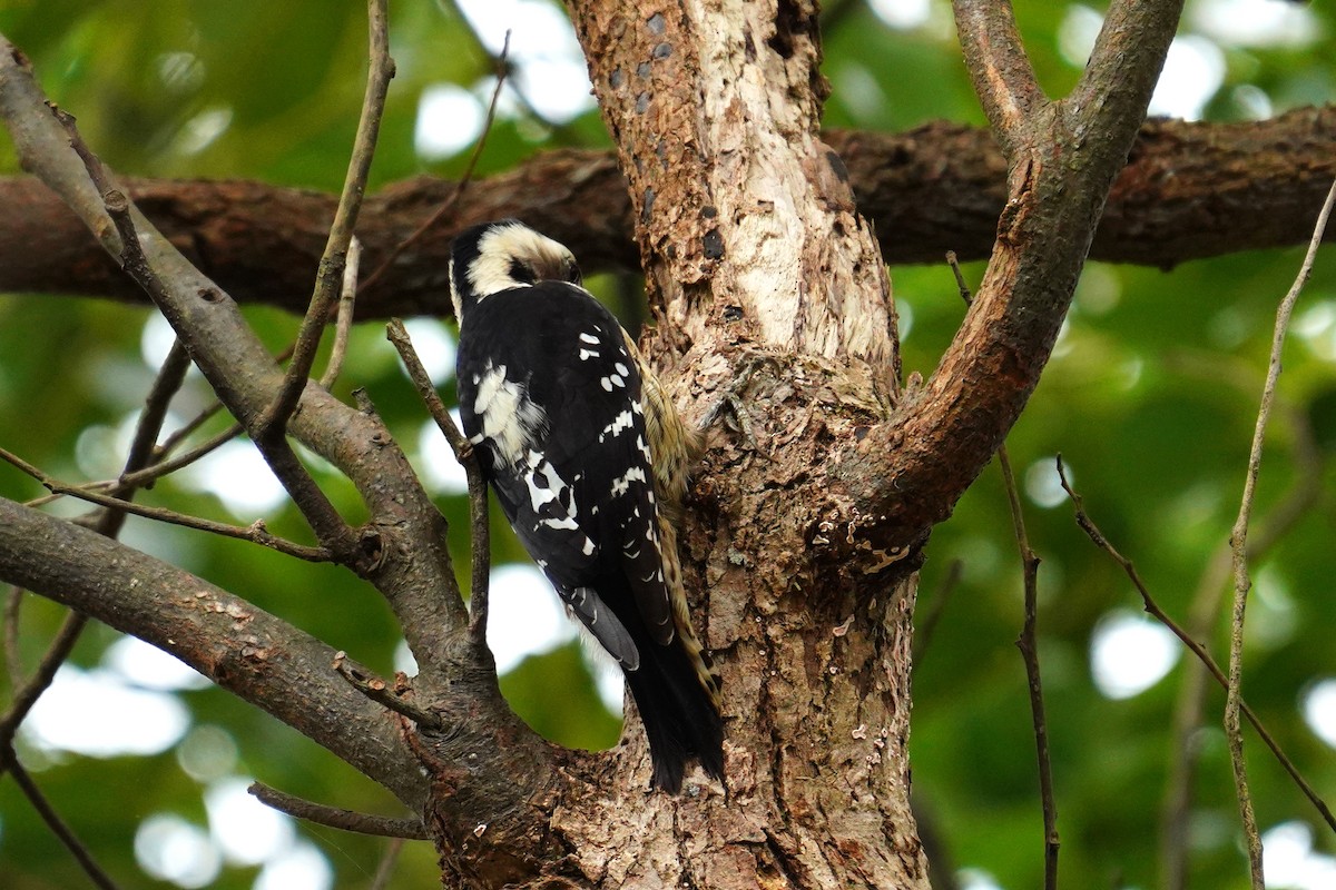 Gray-capped Pygmy Woodpecker - ML193581061
