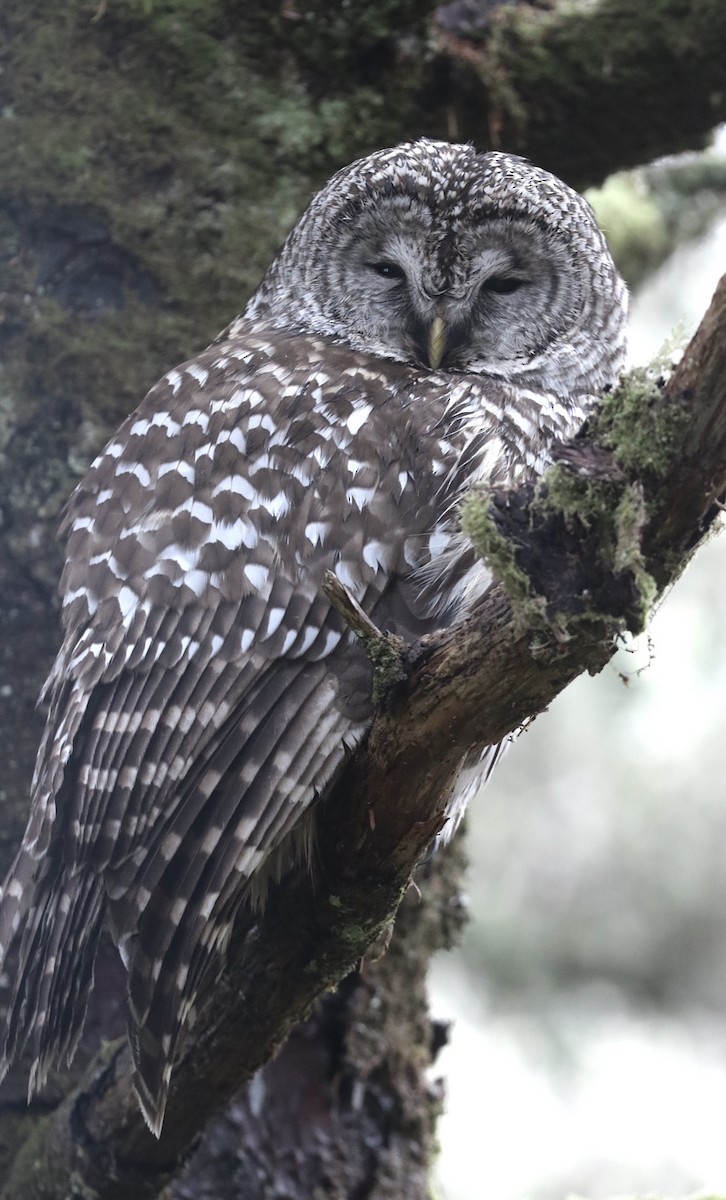 Barred Owl - ML193581241