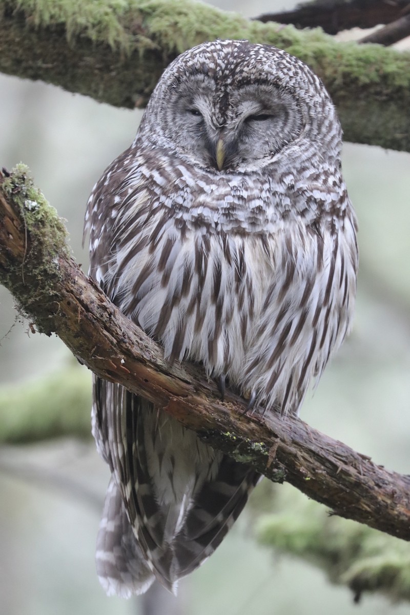 Barred Owl - ML193581251