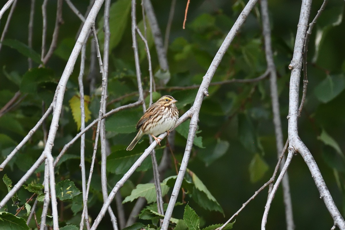 Savannah Sparrow - ML193581901