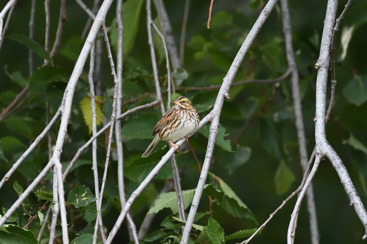 Savannah Sparrow - ML193581931
