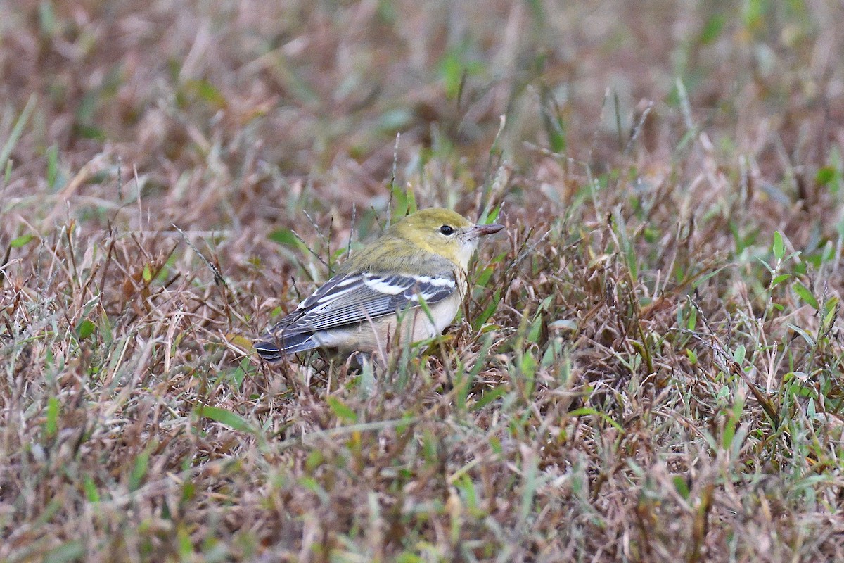 Bay-breasted Warbler - ML193581941