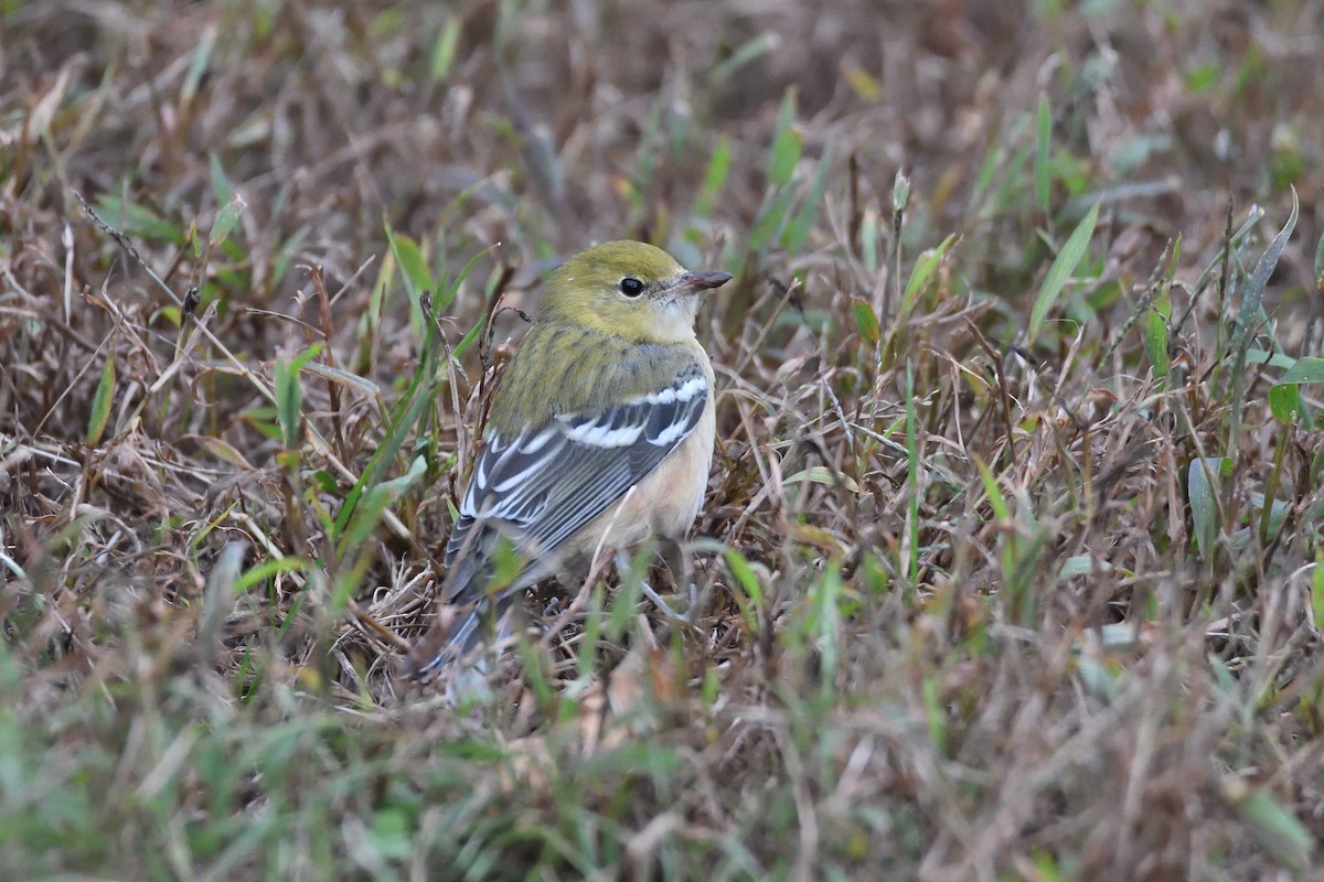 Bay-breasted Warbler - ML193581971