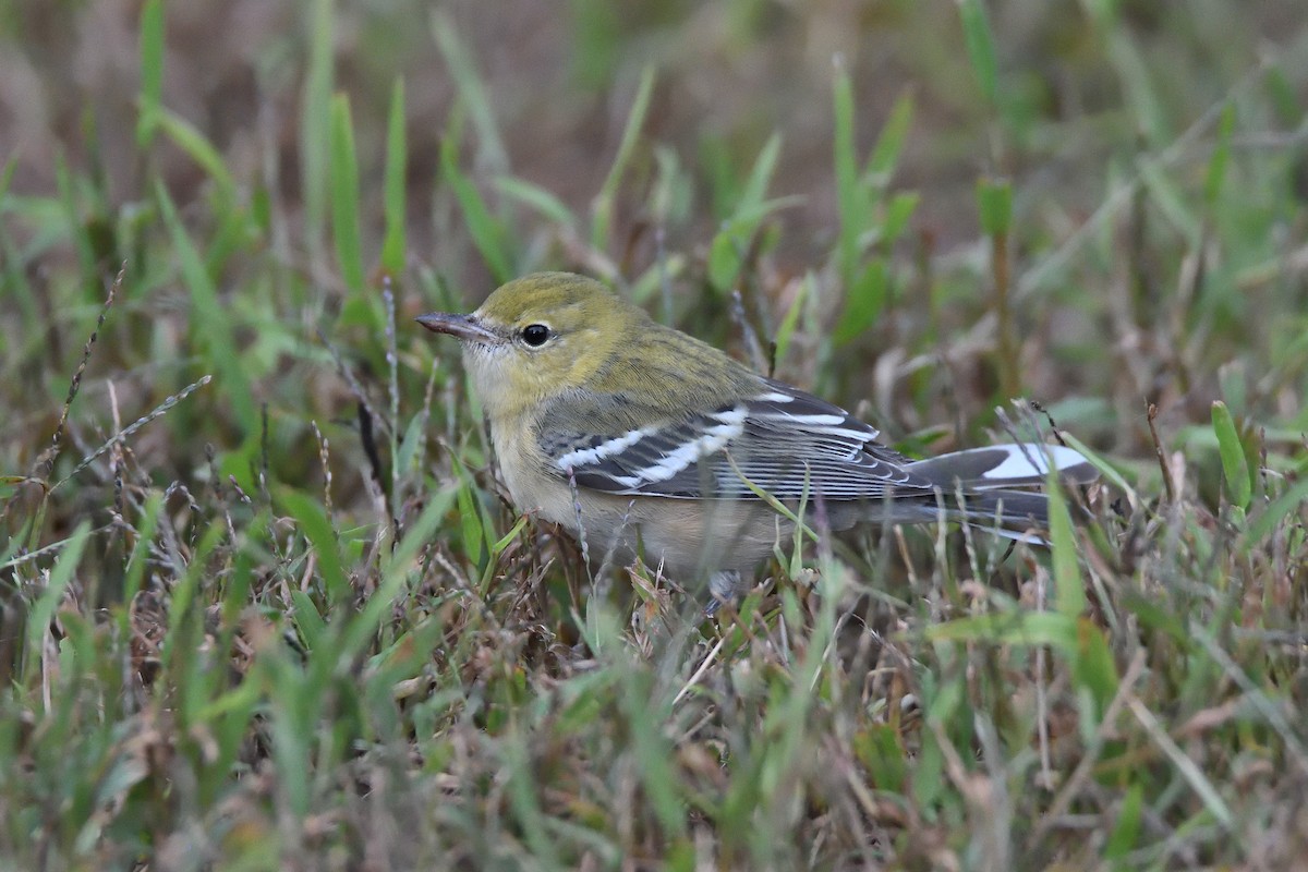 Bay-breasted Warbler - ML193581991