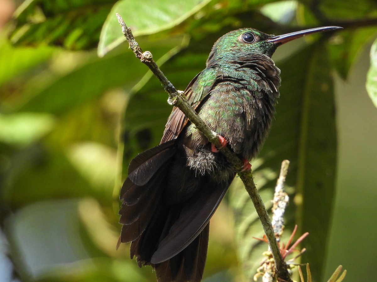 Bronzeschwanz-Buffonkolibri - ML193583831