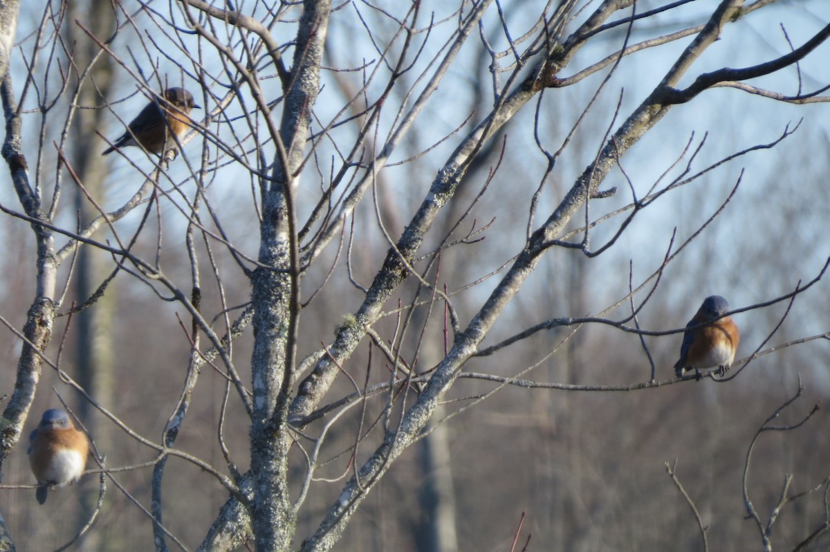 Eastern Bluebird - ML193584441