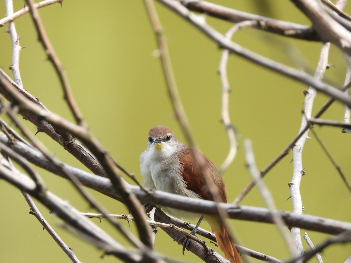 Yellow-chinned Spinetail - Richard Jacobs