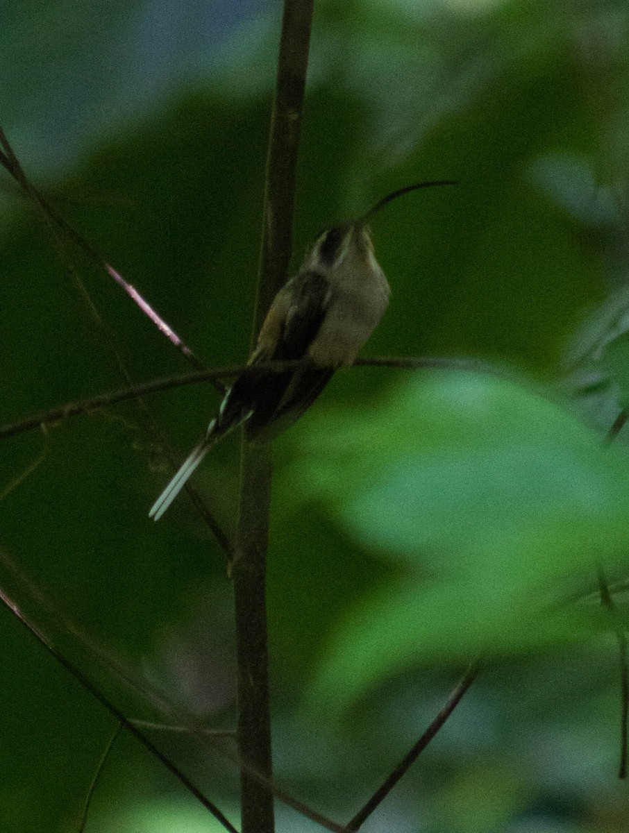 Long-billed Hermit - ML193585861