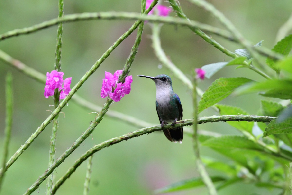 kolibřík vidloocasý - ML193585881
