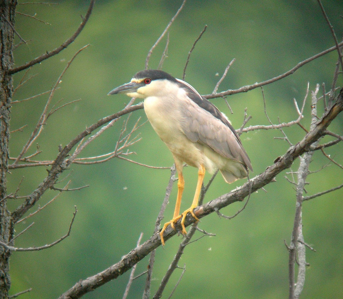 Black-crowned Night Heron - Patrice Franche