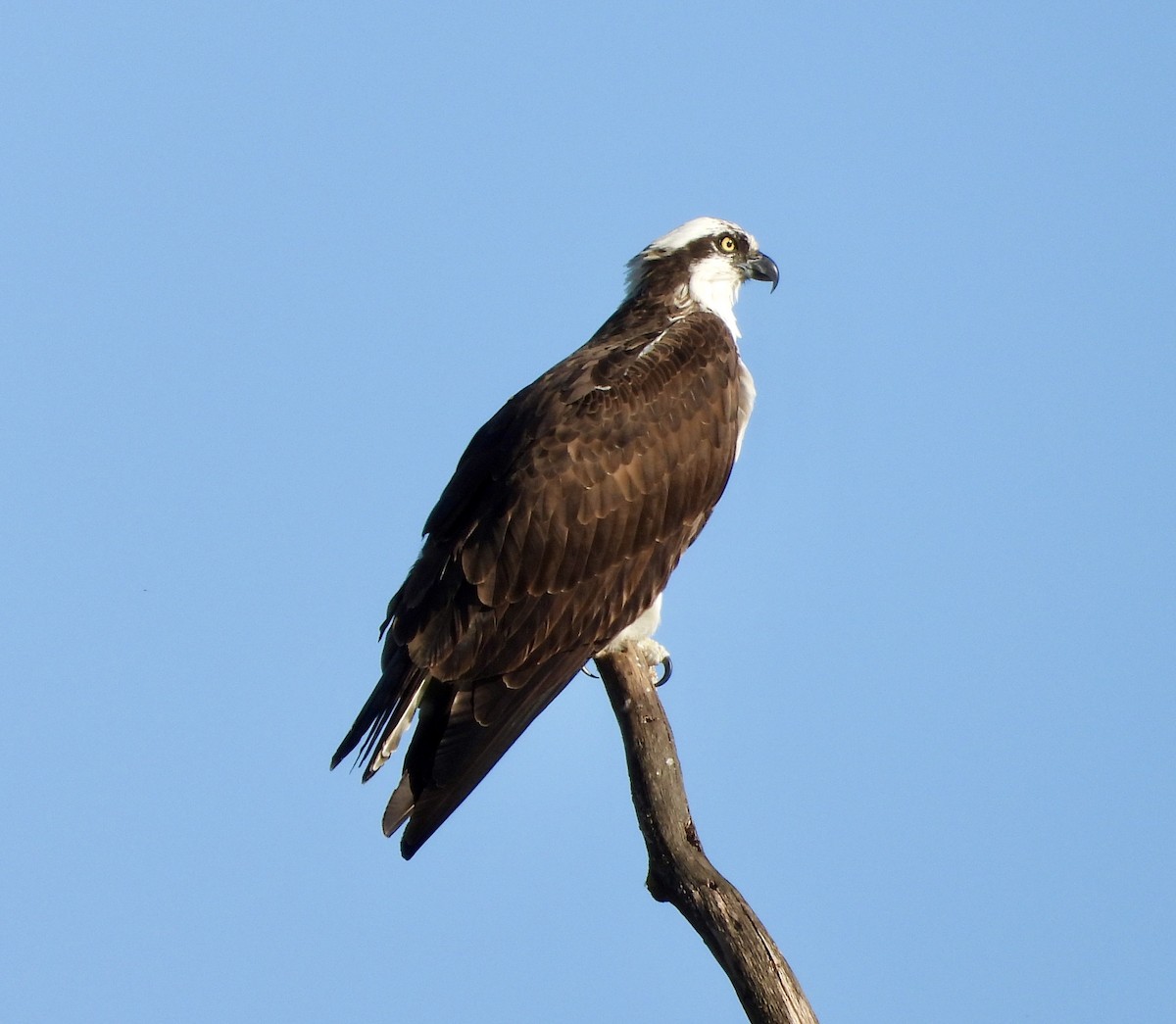 Balbuzard pêcheur - ML193587441