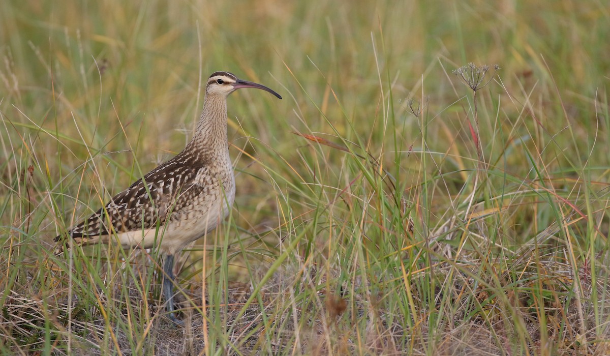 Bristle-thighed Curlew - Luke Seitz