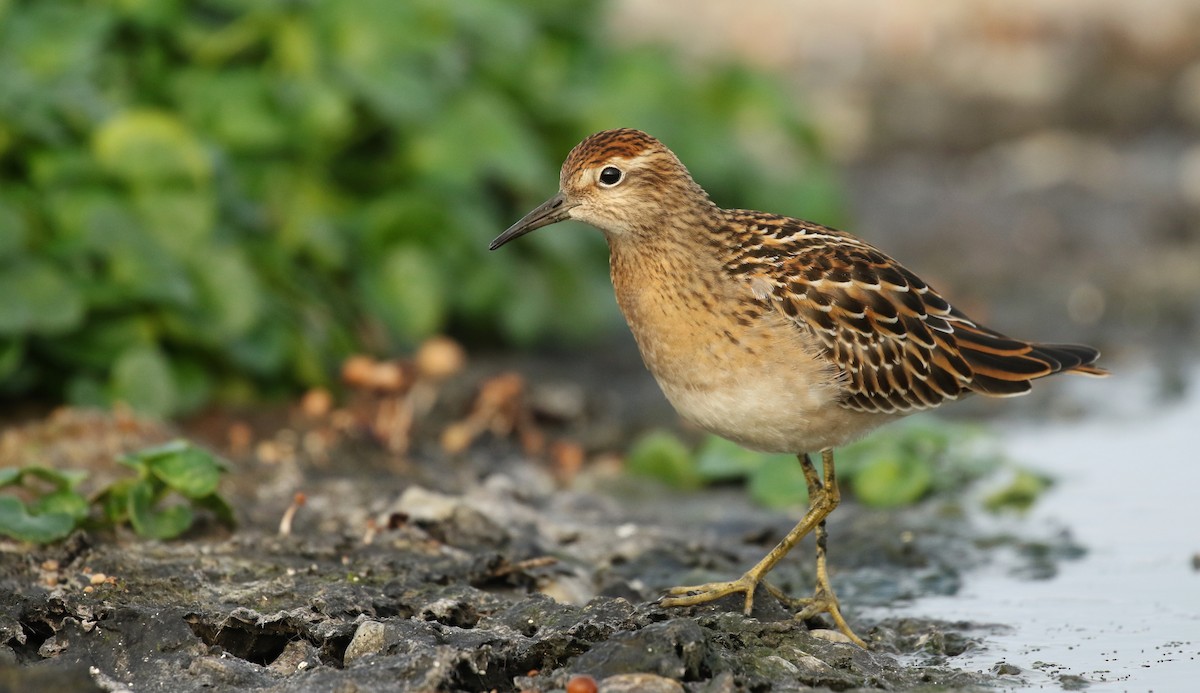 Sharp-tailed Sandpiper - ML193588391