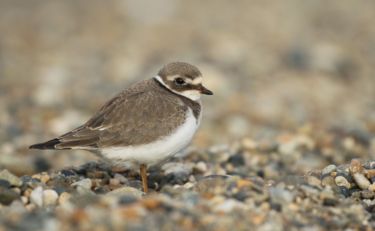 Common Ringed Plover - Luke Seitz