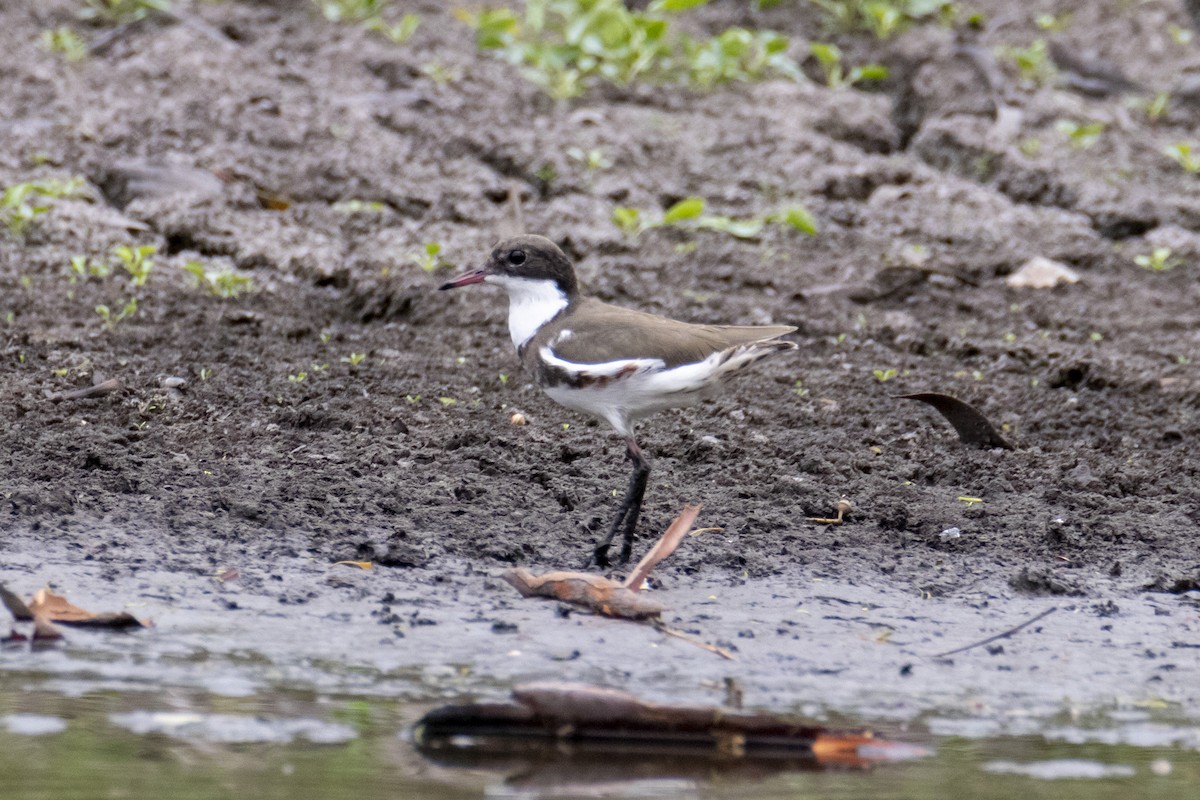 Red-kneed Dotterel - ML193589721