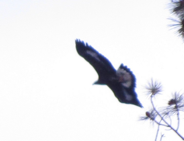 Golden Eagle - ML193589881