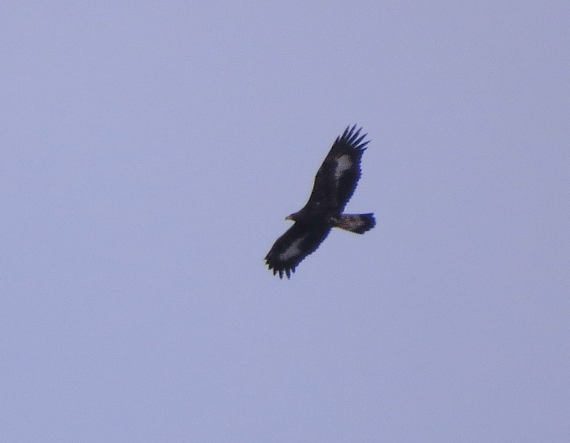 Golden Eagle - ML193589891