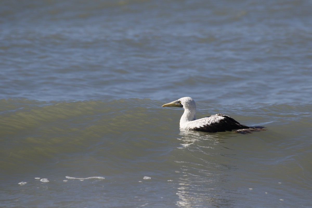 Masked Booby - ML193590571