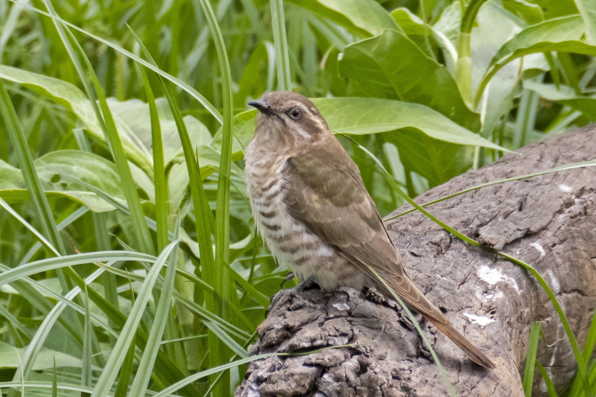 Horsfield's Bronze-Cuckoo - ML193590681