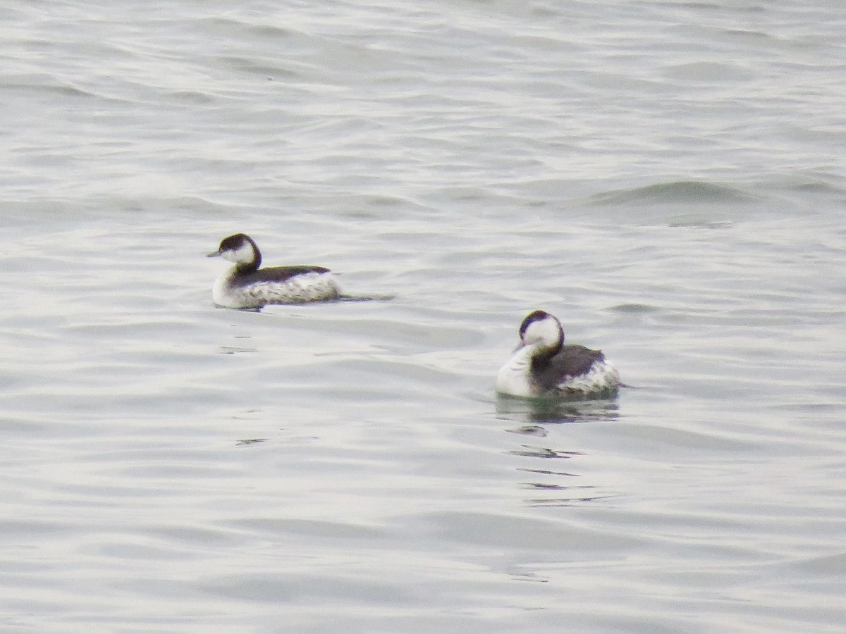 Horned Grebe - ML193591581