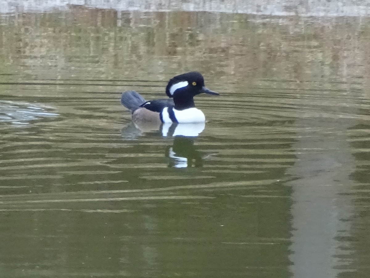 Hooded Merganser - ML193591731