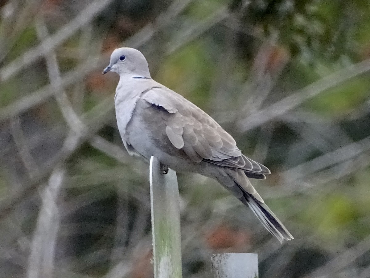 Eurasian Collared-Dove - ML193591751