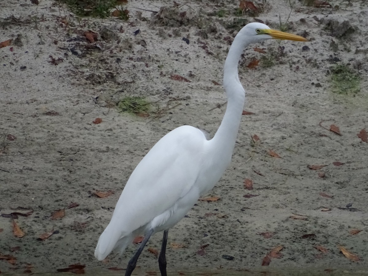 Great Egret - ML193591841