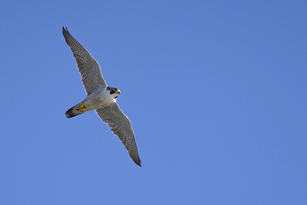 Peregrine Falcon - ML193592961