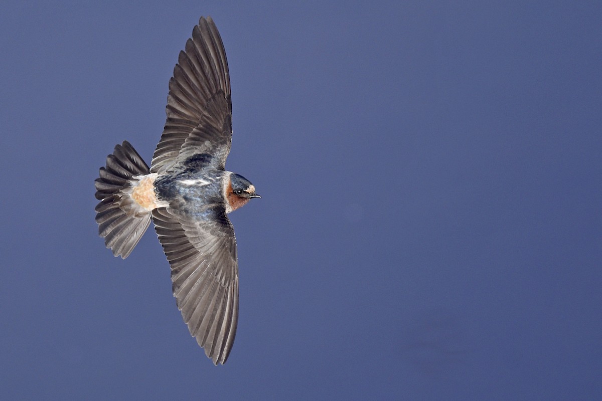 Cliff Swallow - ML193593151