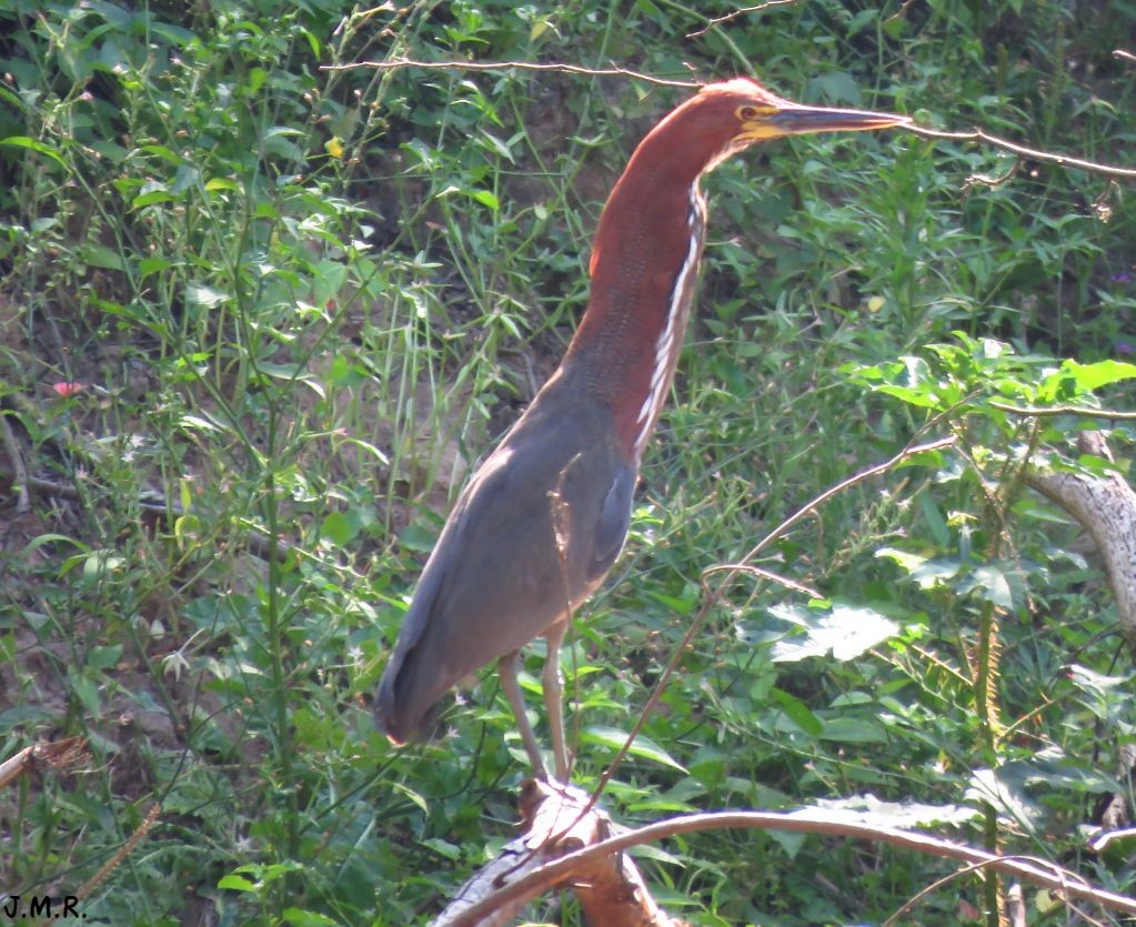 Rufescent Tiger-Heron - Julián Retamoza