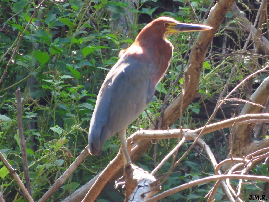 Rufescent Tiger-Heron - Julián Retamoza