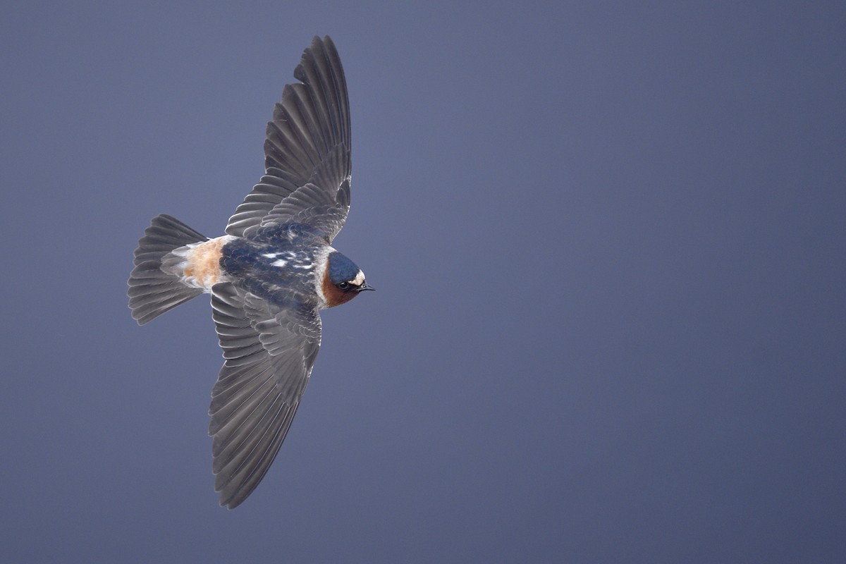 Cliff Swallow - ML193593511