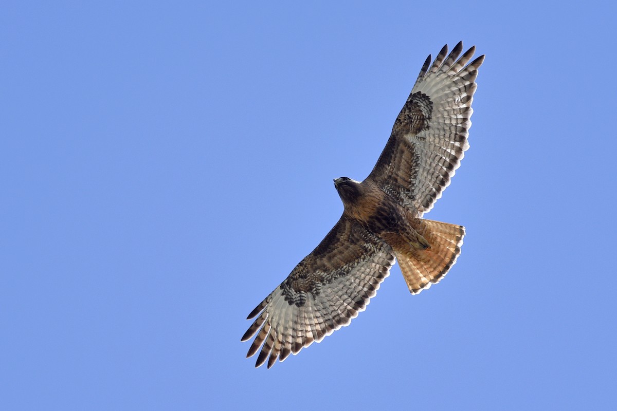 Red-tailed Hawk (calurus/alascensis) - Daniel Irons