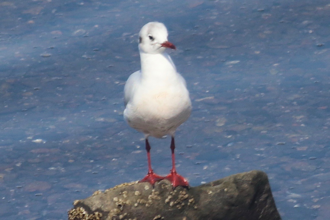 Brown-hooded Gull - ML193595741