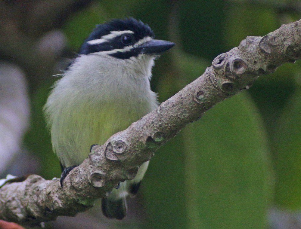 Yellow-rumped Tinkerbird - ML193597501