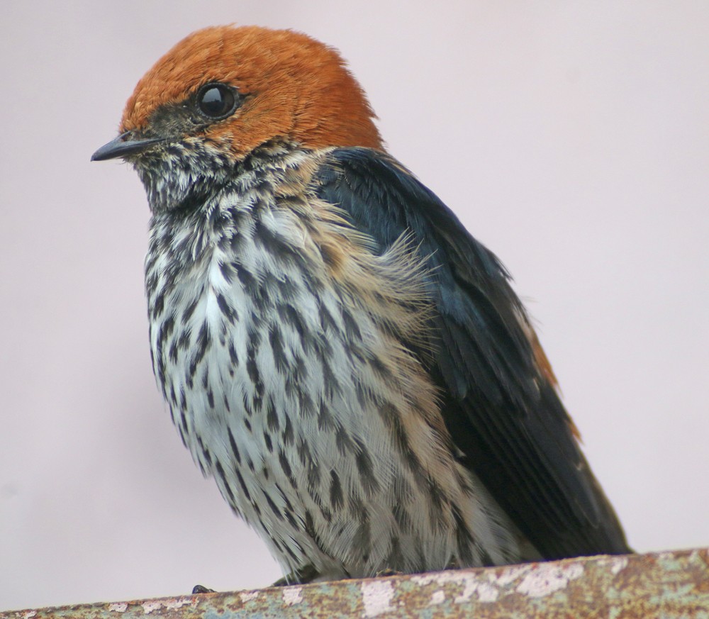 Lesser Striped Swallow - Corey Finger