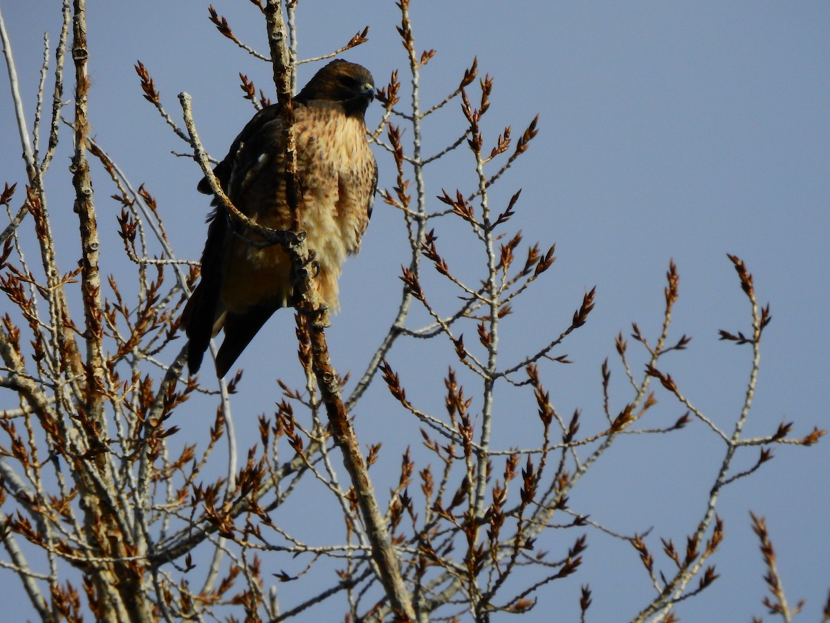 Red-tailed Hawk - ML193598941