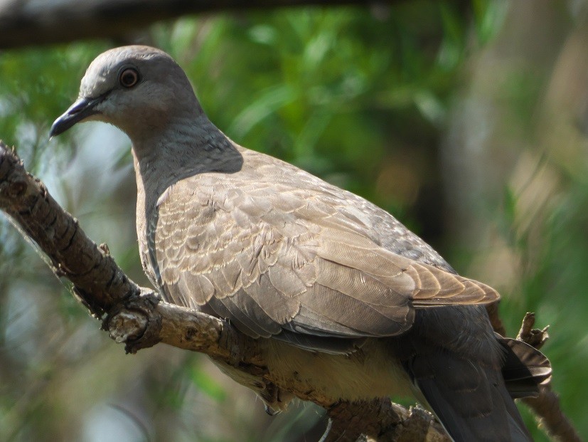 Spotted Dove - ML193599731