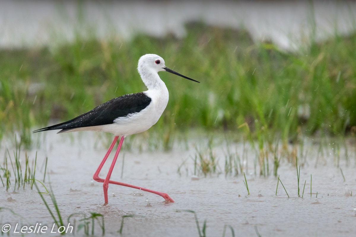 Black-winged Stilt - ML193600131