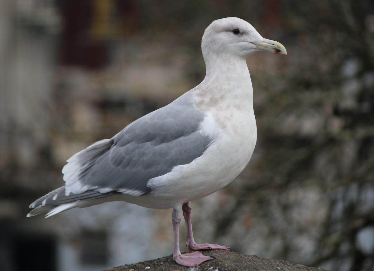 Glaucous-winged Gull - Andrew S. Aldrich