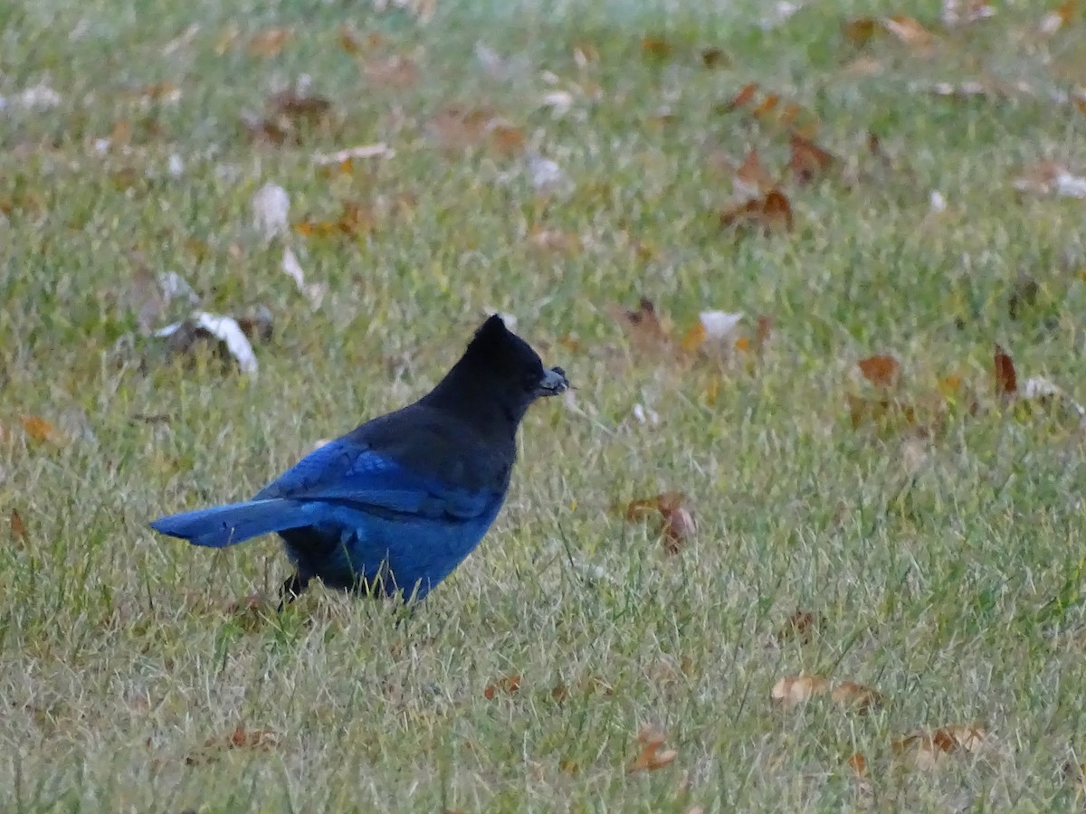 Steller's Jay - Shey Claflin