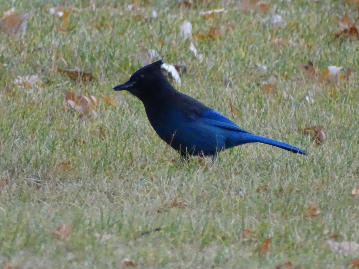 Steller's Jay - Shey Claflin