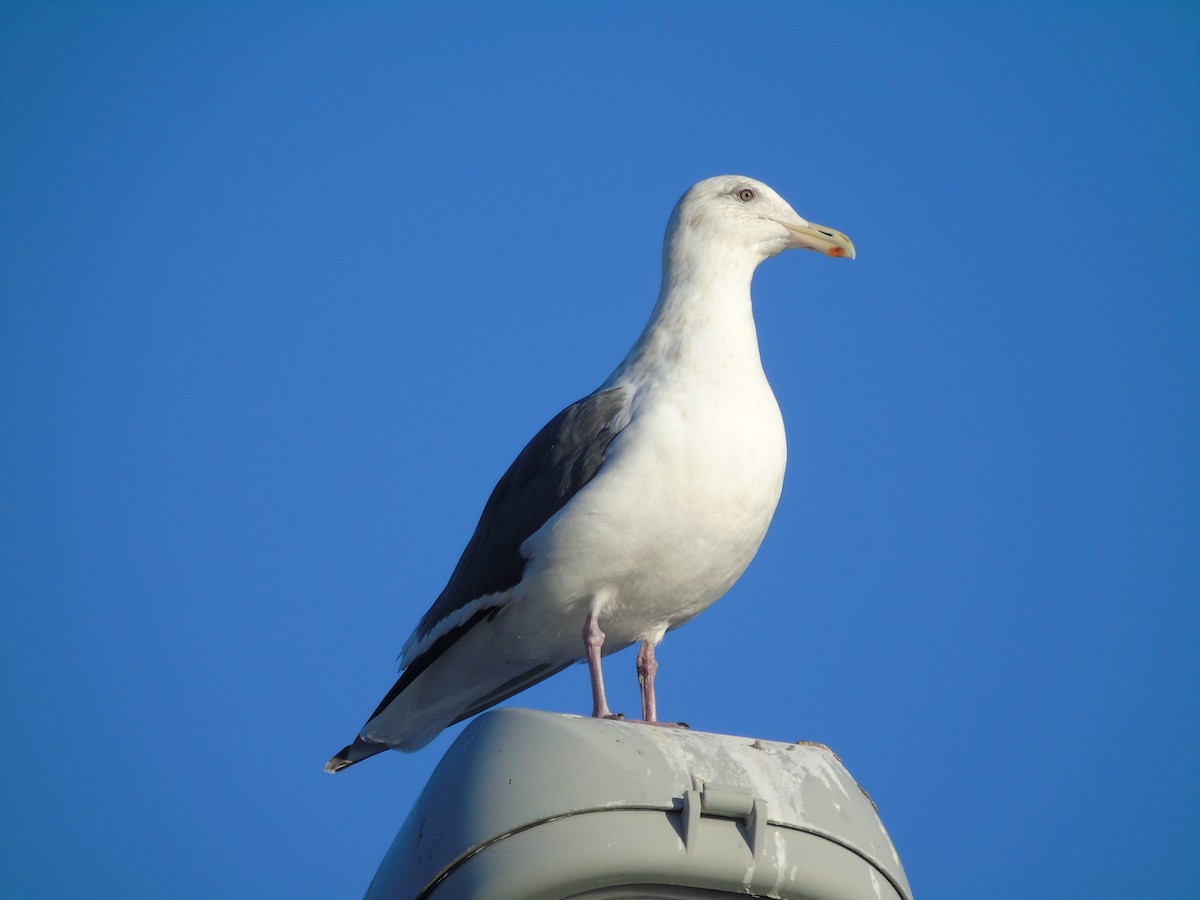 Gaviota de Kamchatka - ML193606061